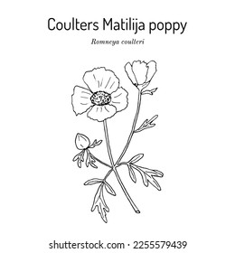 Coulters Matilija poppy (Romneya coulteri), ornamental and medicinal plant. Hand drawn botanical vector illustration