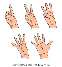 Counting with fingers from one to five vector isolated. Set of hand-drawn images of hands. Two, three, four. Learn counting and mathematics. Hand gestures.