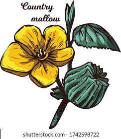 Country mallow heartleaf, silky white mallow isolated vector illustration. Sida cordifolia flannel weed, bala, country mallow or heart-leaf sida perennial subshrub of Malvaceae native to India