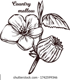 Country mallow heartleaf, silky white mallow isolated vector illustration. Sida cordifolia flannel weed, bala, country mallow or heart-leaf sida perennial subshrub of Malvaceae native to India