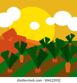 Countryside illustration background with cultivated land fields and fresh carrots crop