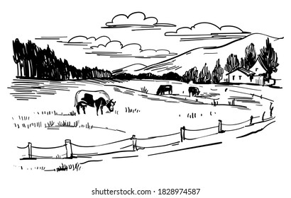 Countryside landscape, rural farm view with a cows on the meadow, country house, field and hills. Hand drawn black and white sketch, vintage sketch stock vector illustration.