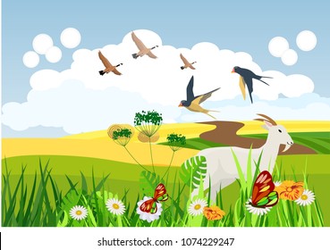 Countryside scene, green fields, meadows, birds and goat in the grassland, summer time vector landscape