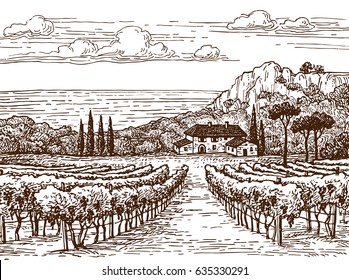 Countryside scenery. Hand drawn vineyard landscape. Vintage style vector illustration.