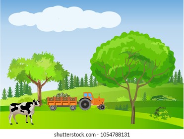 Countryside vector illustration, cows and tractor driving on green hills, outdoor concept