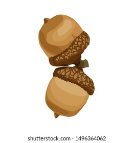 couple acorn isolated on white background. oak nut. 