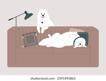 A couple of adorable Samoyed dogs enjoying joyful time spent together, one engaging in playful romps while another sprawling lazily on the sofa