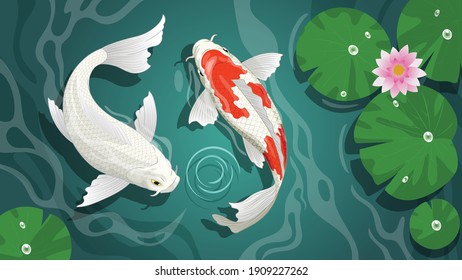 couple of beautiful koi in the pond