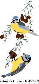 Couple of bluetit. Vector illustration. 