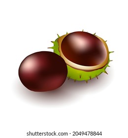 Couple of brown horse chestnuts. Aesculus hippocastanum isolated on white background. Botanical vector illustration.
