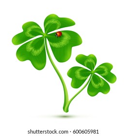 Couple of cartoon style four-leaf clovers with ladybug, vector illustration isolated on white background