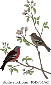 Couple of chaffinch. Vector illustration. 