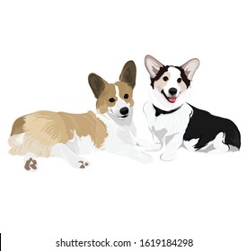 Couple Corgi dog pet mini brown black smile and sitting adorable animal