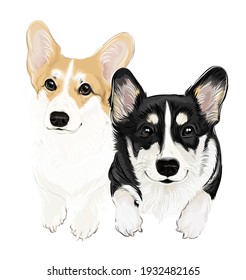 A couple of corgi puppy smiling vector art