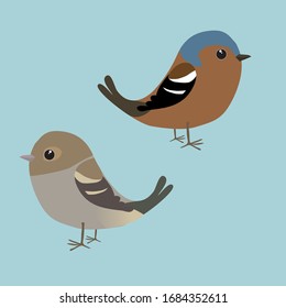 
A couple cute Common chaffinches illustration  It is male   female bird