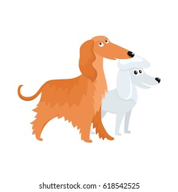 Couple of cute, funny dog characters - long haired Afghan hound and white poodle, cartoon vector illustration isolated on white background. Lovely bulldog and long haired Afghan hound characters, dog