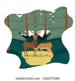 couple deer wild animal in the landscape
