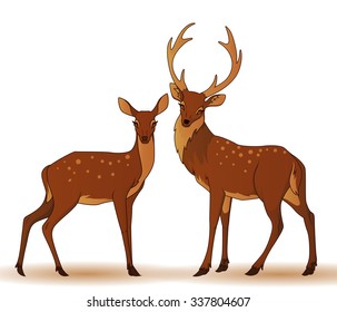 Couple deers isolated