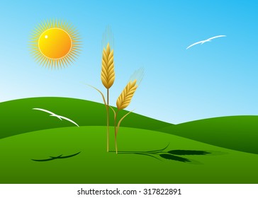 Couple of ears of wheat on a green field, against the sun and the blue sky