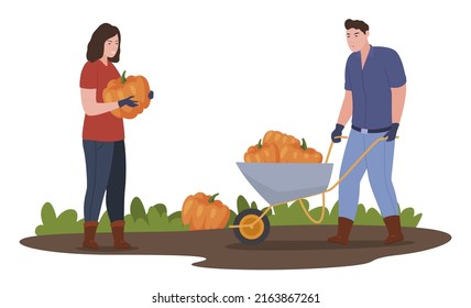Couple farmers harvesting pumpkins into wheelbarrow vector flat illustration. Man and woman agriculture seasonal works ripe vegetables organic food crop. Gardening village healthy vegetation