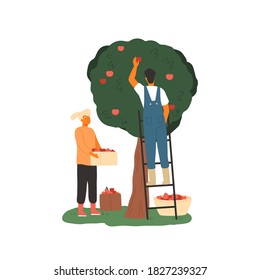 Couple of farmers picking apples from the tree. Agricultural workers gathering fruits in the garden. Autumn season harvest scene isolated on white. Vector illustration in flat cartoon style