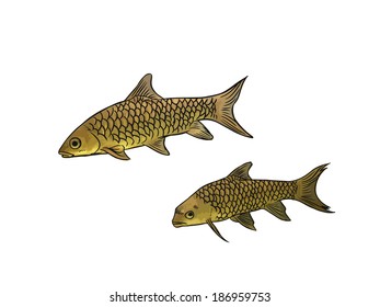 Couple fishes isolated