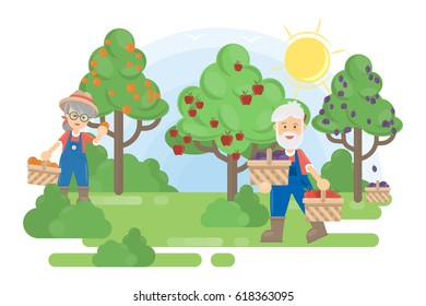 Couple in garden. Senior farmers grow the trees with fruits.