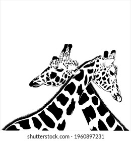 Un par de jirafas de acurrucarse, ilustración vectorial 
