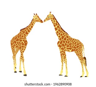 Couple of Giraffes in love vector illustration isolated on white background. African animal. Tallest animal. Safari trip attraction. Big five. Giraffe kissing before mating. 