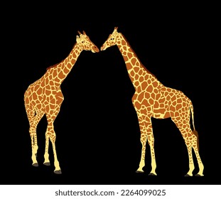 Couple of Giraffes in love vector illustration isolated on black background. African animal. Tallest animal. Safari trip attraction. Big five. Giraffe kissing before mating. Romantic valentines scene.