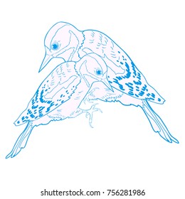 couple great spotted woodpecker young vector illustration