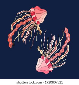 Couple of  hand drawn colorful jellyfishes on dark blue background. Isolated underwater illustration.