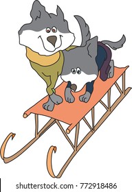 couple of haskies slide down the hill