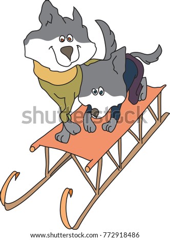 couple of haskies slide down the hill
