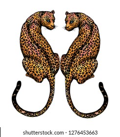 The couple jaguars hand draw on white background