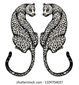 The Couple Jaguars Hand Drawn On White Background