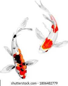 Couple of Japanese carps swimming top view vector on white 