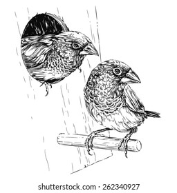 5,151 Birds nest sketch Images, Stock Photos & Vectors | Shutterstock