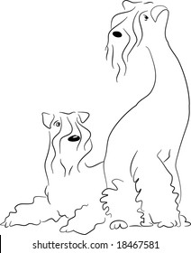 A couple of Kerry Blue terriers