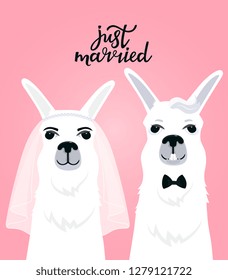 Couple llamas newlyweds. Bride in veil. The groom in a bow tie. Hand lettering just married