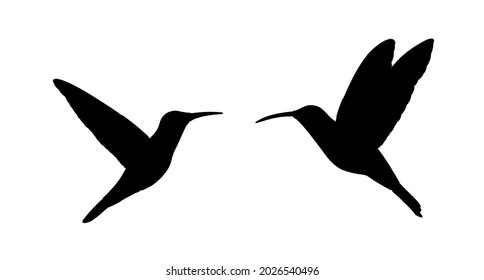 Couple in love hummingbird vector silhouette illustration isolated on white background. Tropical little bird colibri symbol.
Smallest bird family.