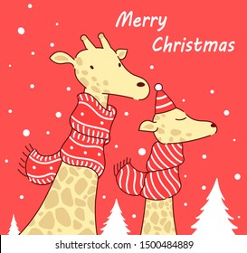 Couple lovely giraffe hello winter, merry christmas with two lover giraffe