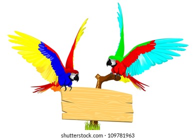 couple macaw birds