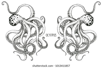 The Couple Octopus Hand Drawing.