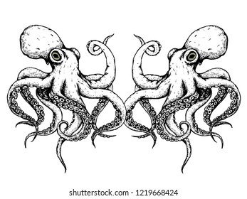 The couple octopus on white background,hand draw