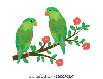 couple parrot sitting on the tree branch on the white background