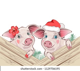 A couple of pigs, two pigs in a New Year's cap, a boy and a girl, a family of pigs, vector illustration