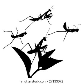 A couple of Praying Mantises in different positions. Change the color its a vector.