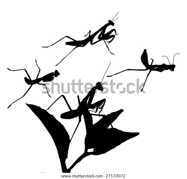 Couple Praying Mantises Different Positions Change Stock Vector ...