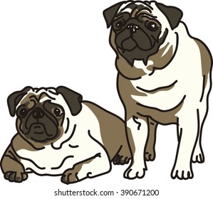 Couple of Pug Dogs Isolated on White.